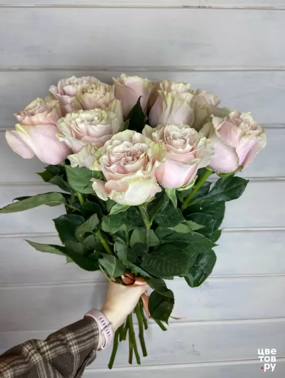 11 бело-розовых роз
